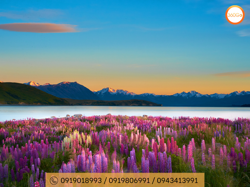 Hoa lupin dọc theo bờ hồ hồ Tekapo - Du lịch 360Go 